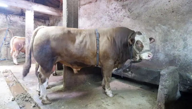 Dünyayı Şaşırttı: 1 Ton 200 Kilo Ürün Satışa Çıktı, Fiyatı Rekor Kırdı!