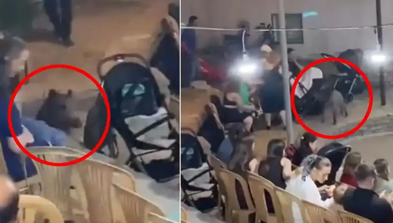 Düğün Töreninde Yaban Domuzu Sürprizi: Misafirler Paniğe Kapıldı