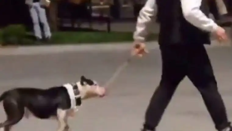Ağızlıksız Pitbull, Parkta Diğer Köpekleri Tehdit Etti: Sahibine Cezai İşlem