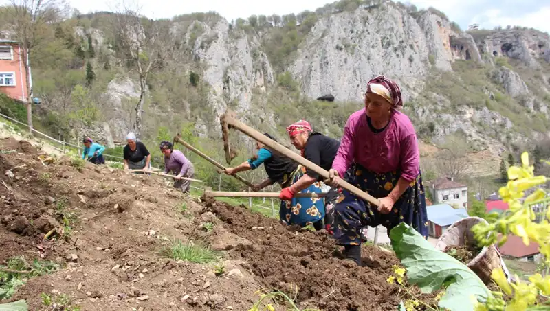 Zorlu Mesai Başladı: Tarım İşçileri Sepetlerle Tarlaya Koşuyor