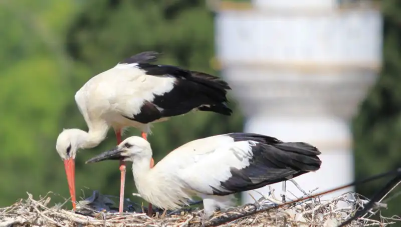 Yaren Leyleği Kıskandıran Leylek Köyü: 8 Kat Fazla Yuva Var!