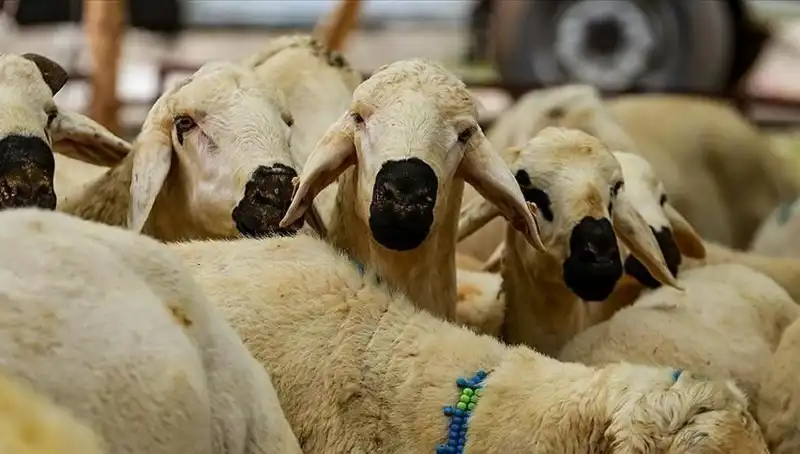 Kurban Bayramı Ne Zaman? 9 Günlük Bayram Tatili Olacak mı?