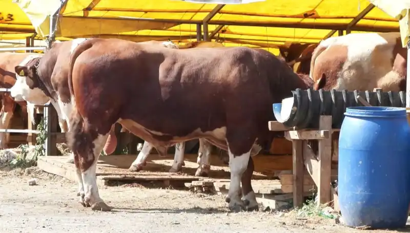 Kurban Pazarlarında Bu Yıl Neler Oluyor? Hareketli Günler Başladı!