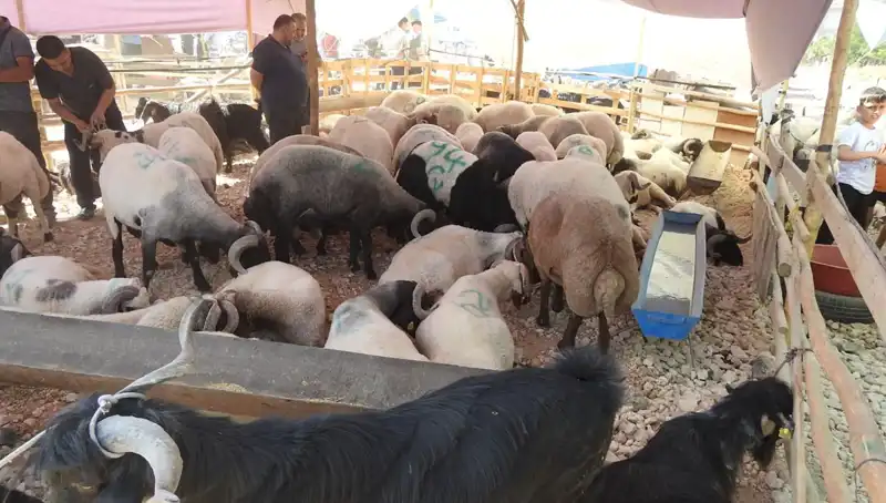 Kurban Bayramı'nda Hayvan Pazarları Hızla Canlandı ve Dolup Taştı