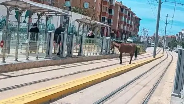 Eskişehir Tramvay Raylarında Baş Belası: Başıboş Atın Şaşkınlığı!