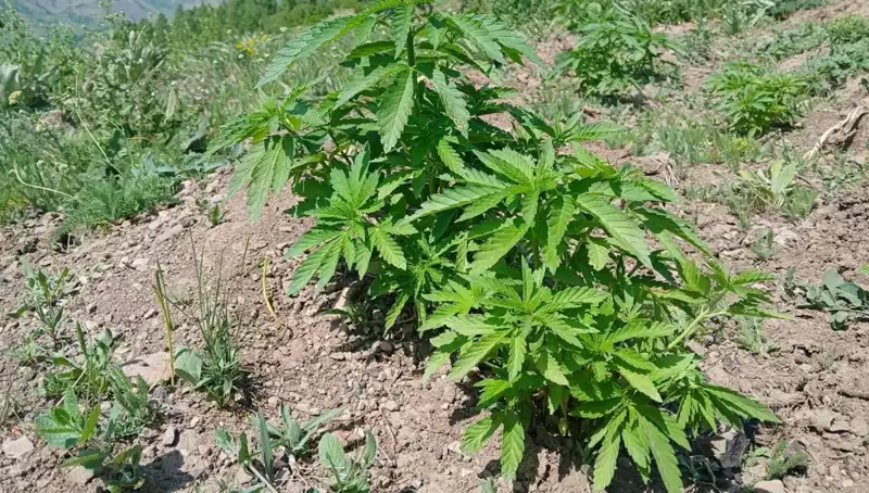 Bingöl'de Kenevir ve Kaçak Tütün Operasyonu: Doğu Anadolu'da Olay Yaratan Yakalama