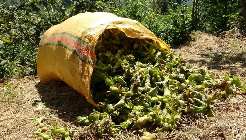 Giresun'da Fındık Hasadı Başladı: Çiftçilerin Beklentileri ve İlk Veriler