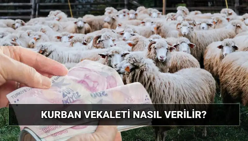 Vekaletle Kurban Kesimi: 2025 İçin Diyanet Bedeli ve Süreç Nasıl İşliyor?