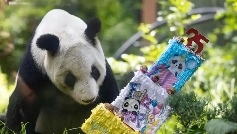 Dev Panda Xin Xin'in 35. Yaş Gününde Kutlamalar Tüm Dünyayı Sardı