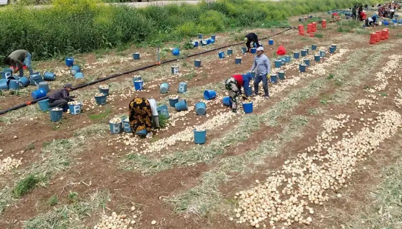 Türkiye'de Soğan Hasadı Başladı: Fiyatlar Düşerken Tarımda Beklentiler Neler?
