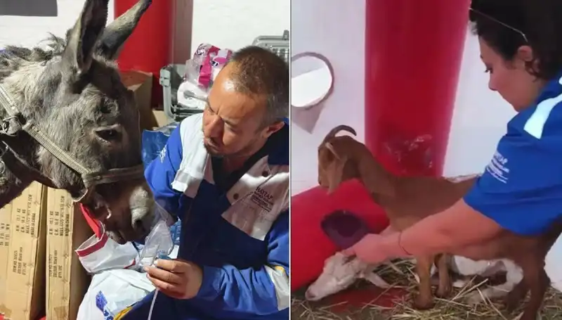 Yangından Kurtulan Eşeğe Uygulanan Oksijen Maskesi Gözleri Yaşarttı