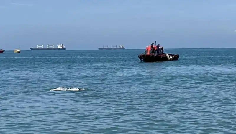 Denizin Ortasında Angus Şaşkınlığı: Etkileyici Bir Deniz Macerası