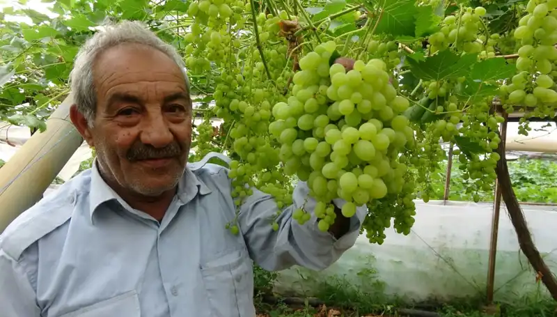 Zirai Don Olayı Meyve Fiyatlarını Alt Üst Etti: İlk Ürünler 250 TL'den Satışta!