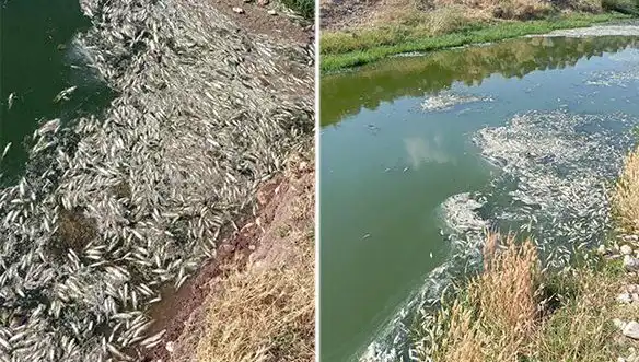 Karasu Çayı'ndaki Gizemli Balık Ölümleri: Neden ve Nasıl?