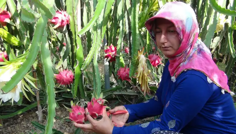 Emekli Oldu, Pitaya İşine Girdi: Kilosu 200 TL'den Satılıyor!