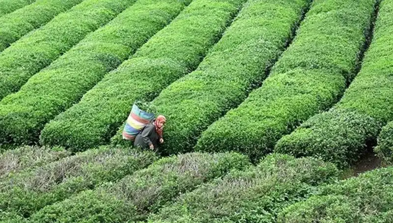 Bayramda ÇAYKUR'dan Yaş Çay Alımına Devam Müjdesi