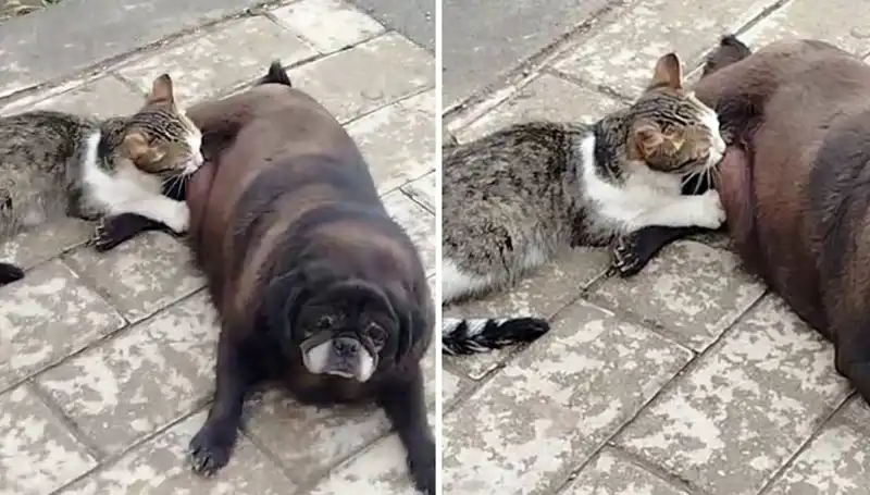 Erzurum Sokaklarında Unutulmaz Anlar: Köpek ve Kedi Dostluğu Şaşırttı!