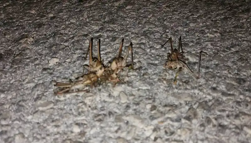 Yüzlerce Çekirge Şehri Basınca Panik Başladı!
