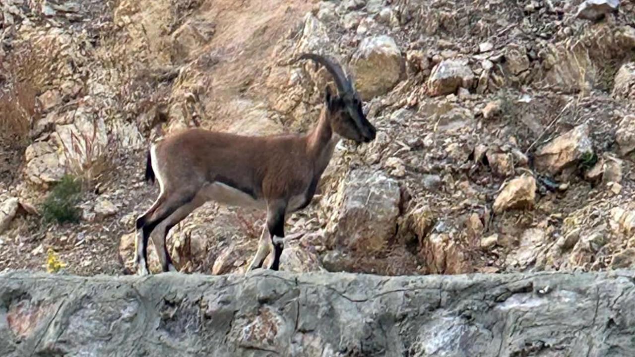 Yaban keçisi avlayan kişiye rekor ceza!