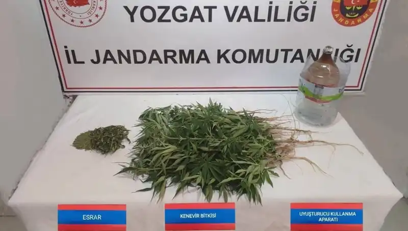 Yozgat’ta Görülmemiş Kenevir Baskını: 40 Kök Ele Geçirildi!