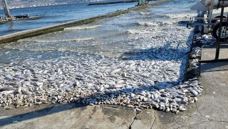 İzmir Körfezi’nde Temiz Deniz Hayali Gerçek Oluyor: Yeni Projeler Başlıyor!