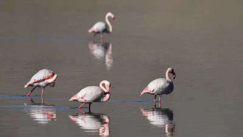 Kuş Cenneti Kuraklıkla Savaş Halinde: Flamingo Sayısı Düşüyor