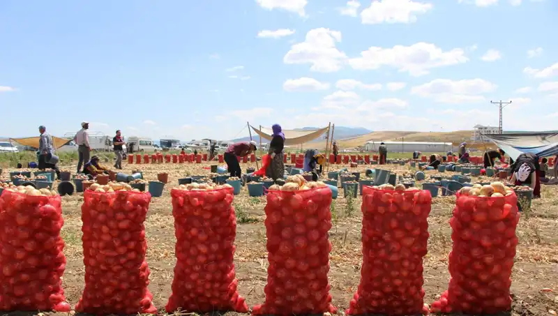 Amasya Elması, Avrupa ve Rusya Pazarlarında Taste Bilmeyenleri Şaşırtıyor