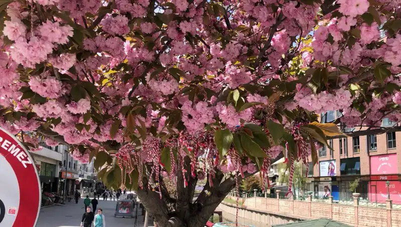 Süs Erik Ağacına Bağlanan Martenitsa: Geleneksel Bir Ritüelin Anlamı