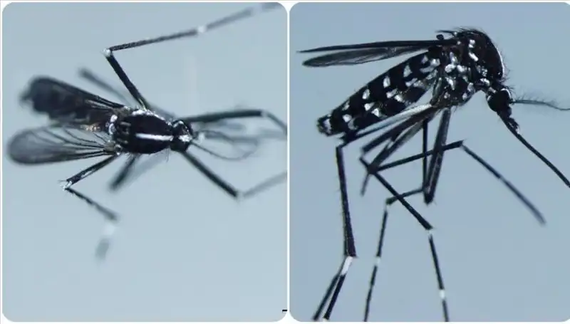 Chikungunya Virüsü Nerelerde Görülüyor? Belirtileri ve Korunma Yolları
