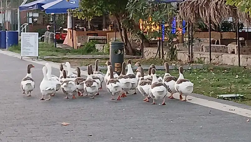 Denizde Yüzdükten Sonra Kümese Kapatılan Kazlar Ölüme Terik edildi!