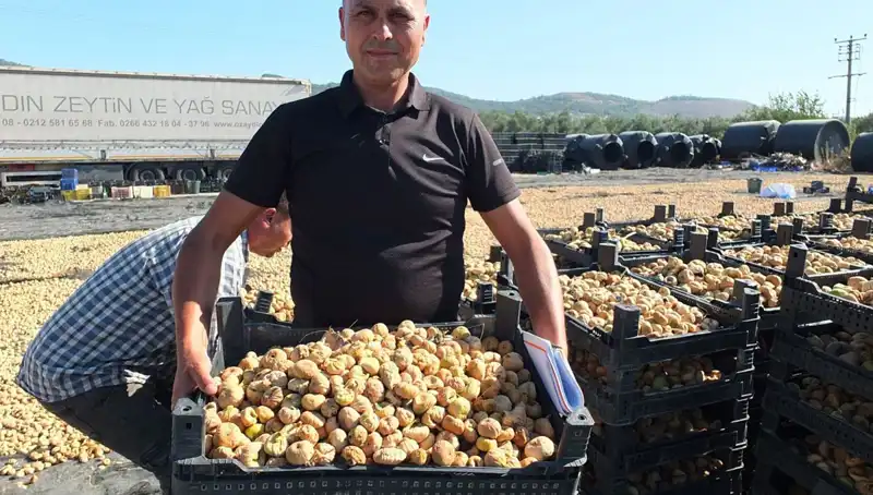 Balıkesir’de Mükemmel Hasat: Çin ve Rusya'ya İhracat Yolda