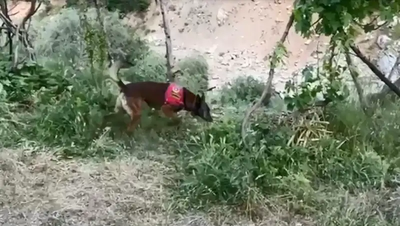 Dere Kenarındaki Gizli Uyuşturucu Operasyonu: Dedektör Köpeğin Başarısı