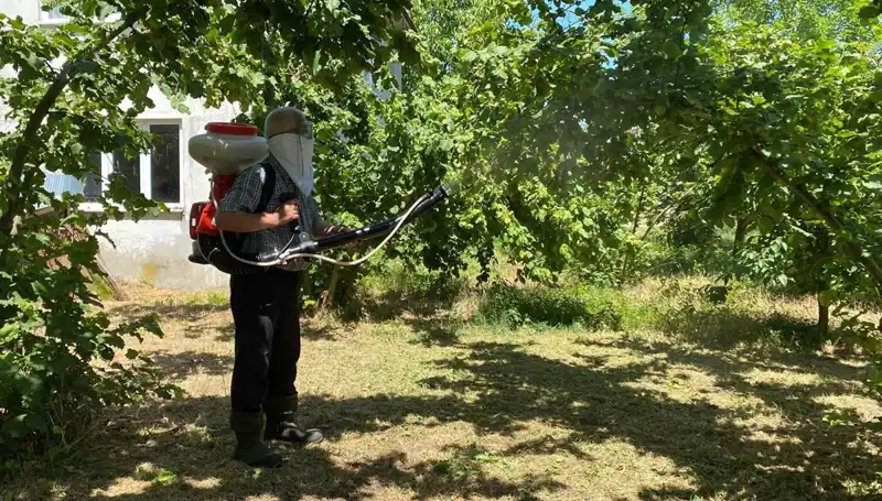 Çiftçilerin Yeni Umudu: Kükürt ve Samuray Arısının Mücadelesi