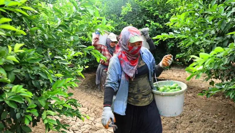 Marketteki Patates Fiyatları Düşecek Mi? Hasat Dönemi Geliyor!