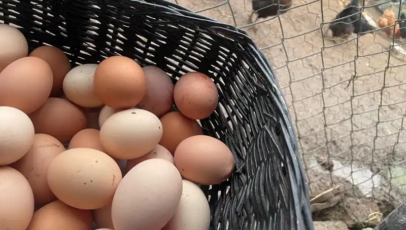 Okullar Açılırken, Dünyanın En Ucuz Proteiniyle Sağlıklı Beslenme Fırsatı