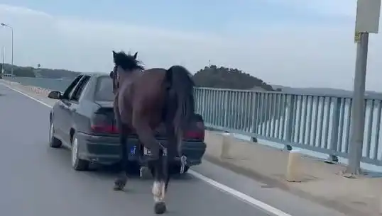 Adana'da Ata Eziyet Edenlere Sert Darbe: Tutuklamalar Başladı!