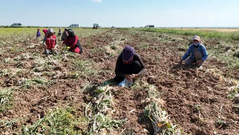 Rusya, Almanya ve İspanya'nın Antibiyotiği: Hasat Dönemi Tüm Hızıyla Başladı