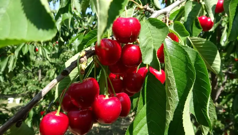 Bu Yıl Çay Hasadı Rekor Kıracak mı? Çay Bardaklarını Doldurmaya Hazırlanın!